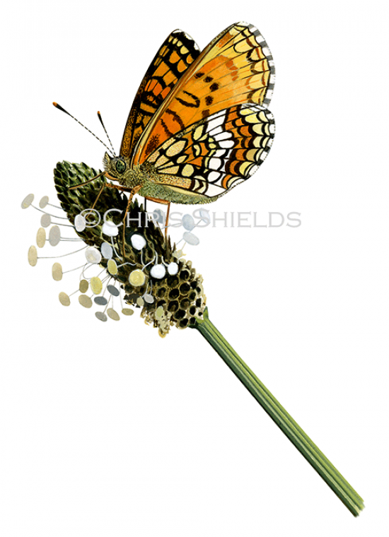Illustration of Heath Fritillary (Mellicta athalia) (#2859)