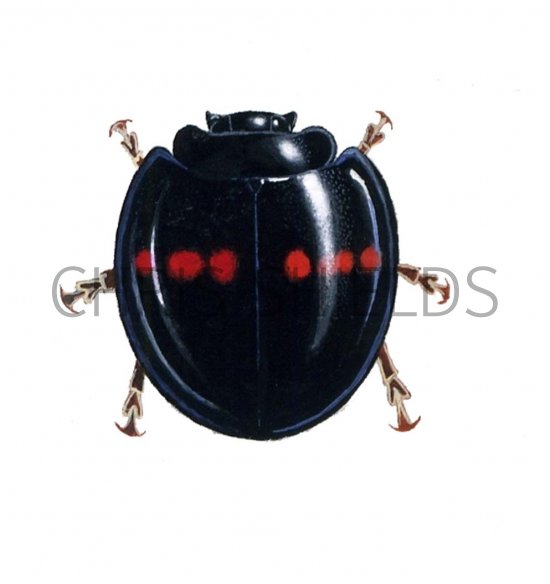 Illustration of Heather Ladybird (Chilocorus 2-pustulatus) (#0895)