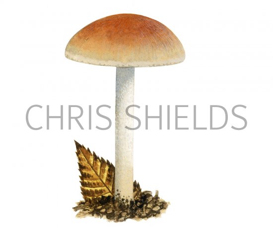 Illustration of Hebeloma fragilipes (#3576)