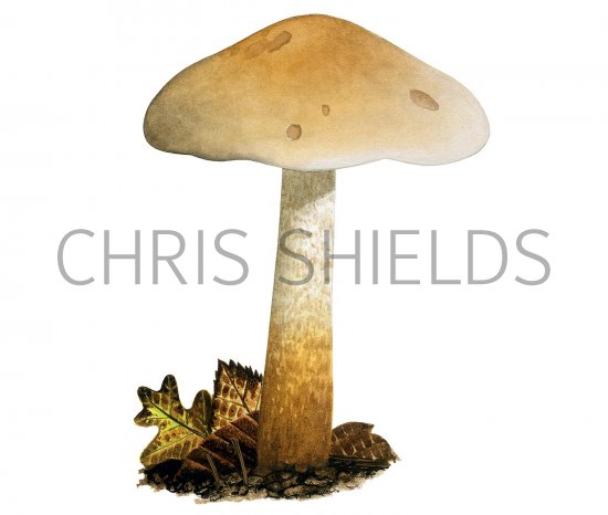 Illustration of Hebeloma laterinum (#3585)