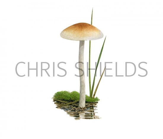 Illustration of Hebeloma pusillum (#3587)