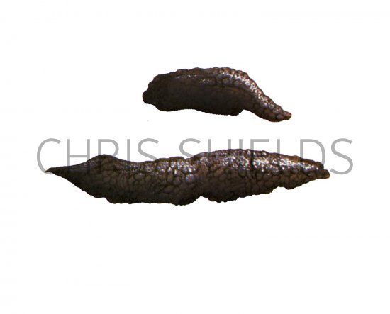Illustration of Hedgehog Droppings (#3662)