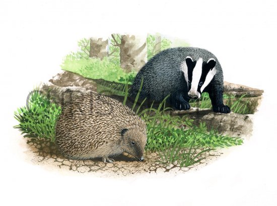 Illustration of Hedgehog (Erinaceus europaeus) (#2383)