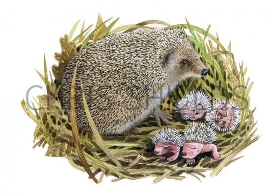 Illustration of Hedgehog (Erinaceus europaeus) (#2384)