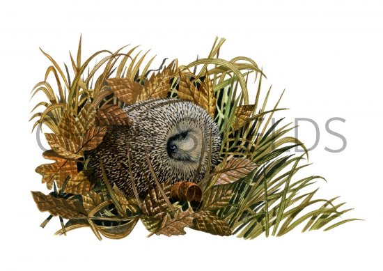 Illustration of Hedgehog (Erinaceus europaeus) (#2414)