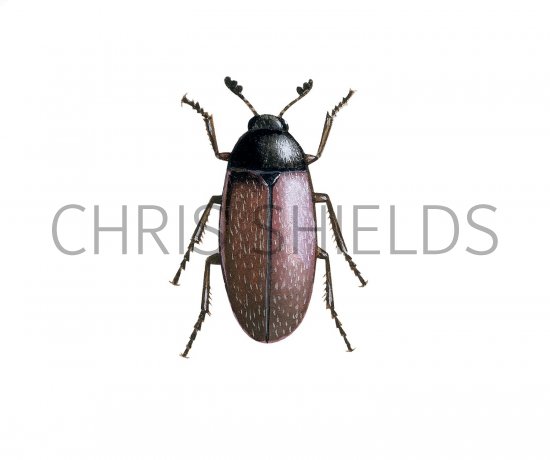 Illustration of Hide Beetle (Dermestes maculatus) (#2872)