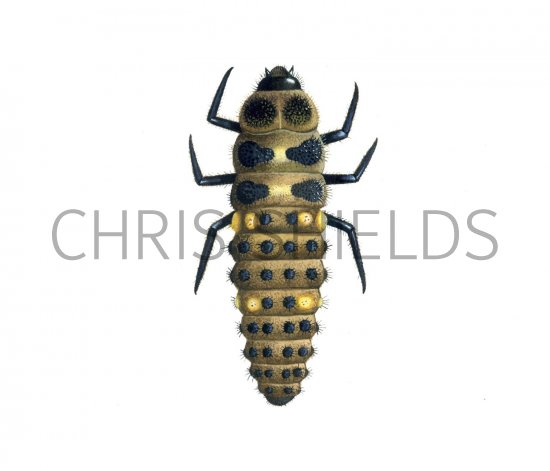 Illustration of Hieroglyphic Ladybird Larvae (Coccinella hieroglyphica) (#1782)