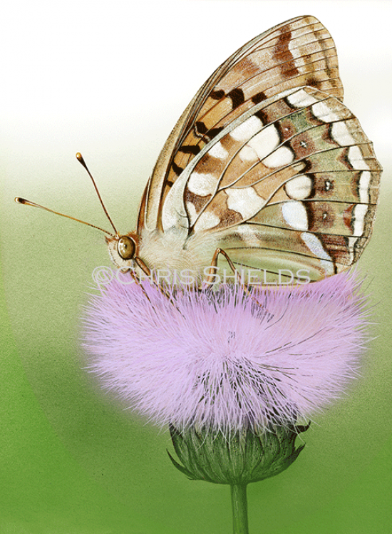 Illustration of High Brown Fritillary (Fabriciana adippe) (#4697)