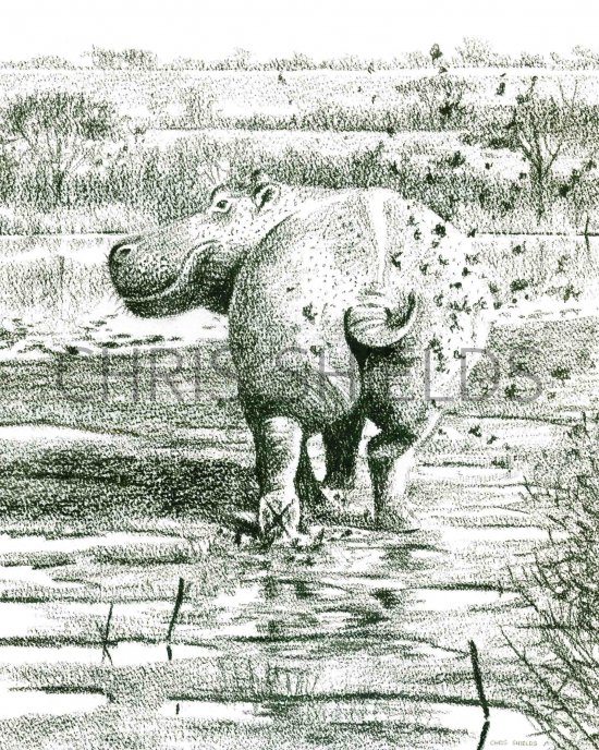 Illustration of Glorius Mud (Hippopotamus amphibius) (#0483)