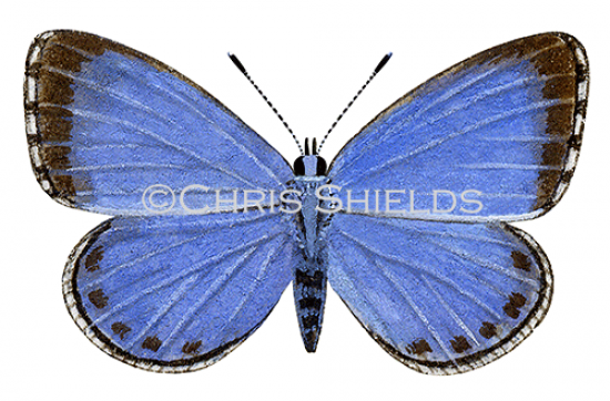 Illustration of Holly Blue (female) Celastrina argiolus (#1380)