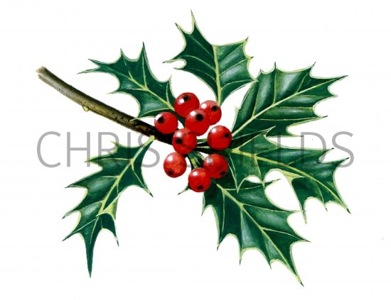 Illustration of Holly leaves & berries (Ilex aquifolium) (#0993)