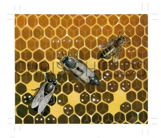 Illustration of Honeycomb with Worker, Drone and Queen Bees (#3898)