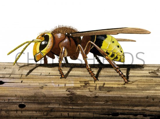 Illustration of Hornet male (Vespa crabro) (#1100)
