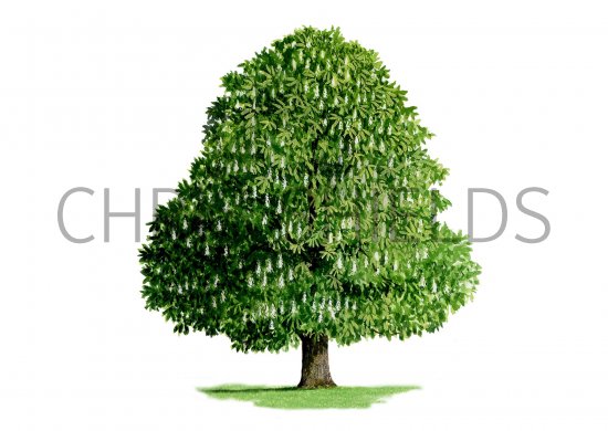 Illustration of Horse Chestnut tree(Aesculus hippocastanum) (#0740)