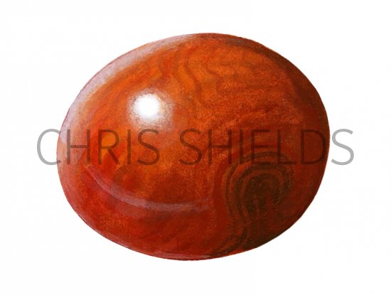 Illustration of Horse Chestnut conker (Aesculus hippocastanum) (#0739)