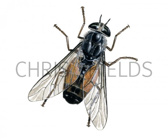 Illustration of Hourglass Horsefly (Hybomitra distinguenda) (#2361)