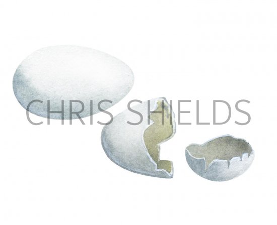 Illustration of House Martin egg (Hatched) (Delichon urbica) (#2434)
