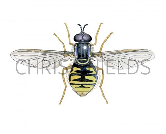 Illustration of Hoverfly (male) (Chrysotoxum cautum) (#2539)