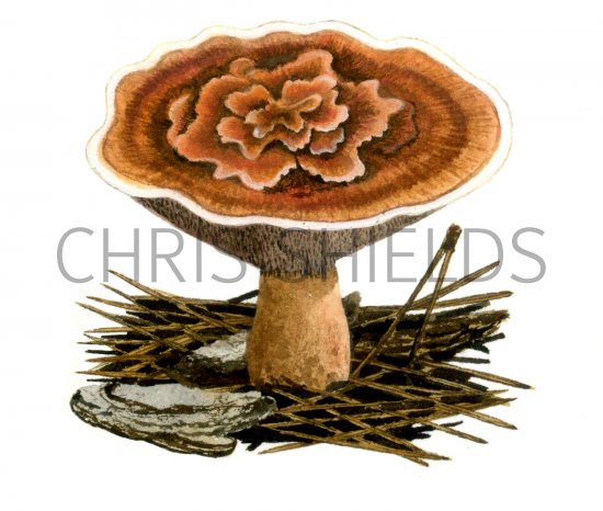 Illustration of Hydnellum aurantiacum (#1709)