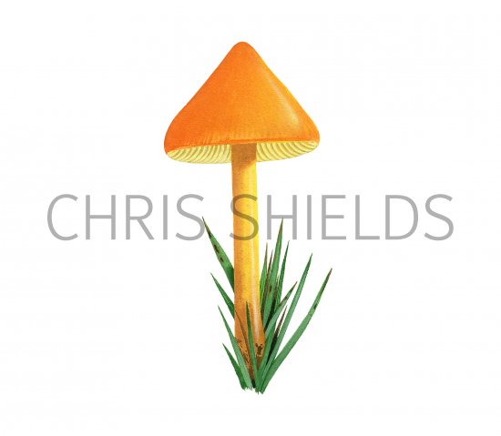 Illustration of Hygrocybe persistens var. persistens (Persistent Waxcap) (#3733)