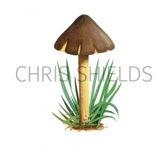 Illustration of Hygrocybe spadicea (Date Waxcap) (#3732)
