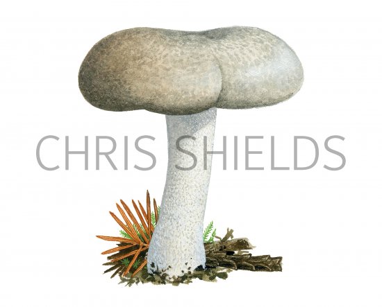 Illustration of Hygrophorus agathosmus (Almond Woodwax) (#3842)