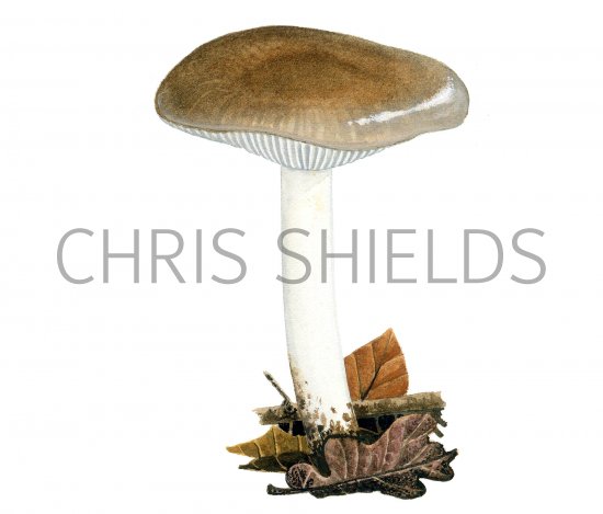 Illustration of Hygrophorus arbustivus (#3841)
