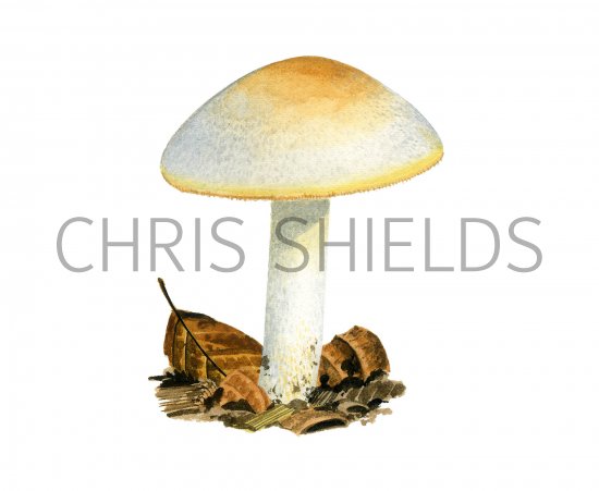 Illustration of Hygrophorus chrysodon (Gold Flecked Woodwax) (#3840)