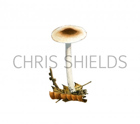 Illustration of Hygrophorus mesotephrus (Ashen Woodwax) (#3833)