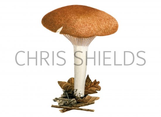 Illustration of Hygrophorus nemoreus (Oak Woodwax) (#3837)
