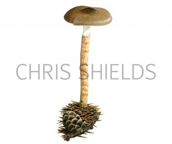 Illustration of Hygrophorus olivaceoalbus (#3835)