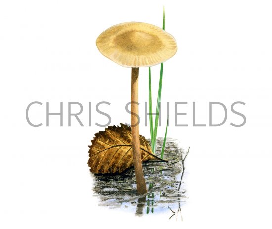 Illustration of Hypholoma ericaeoides (#3496)