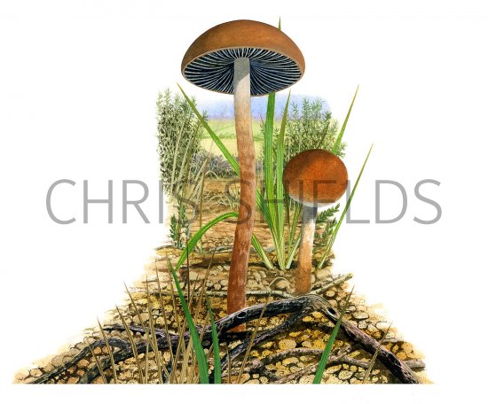 Illustration of Hypholoma ericaeum (#3498)