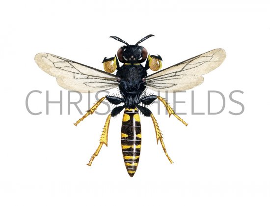 Illustration of Digger Wasp male (Crabro cribrarius) (#3172)
