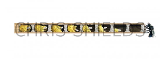 Illustration of Blue Orchard Bee Nest (Osmia lignaria) (#3696)