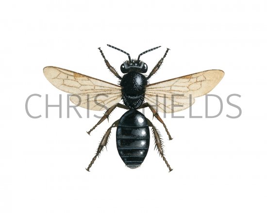 Illustration of Black Mining Bee (Andrena pilipes) (#2986)