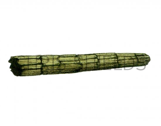 Illustration of Caddis Fly Larvae Case (Triaenodes bicolor), (#3119)