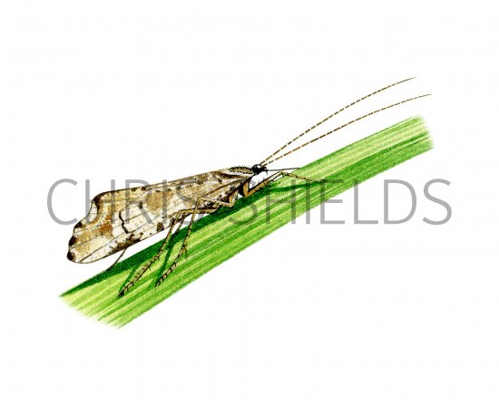 Illustration of Mottled Sedge (Glypholaelius pellucidus) (#3120)