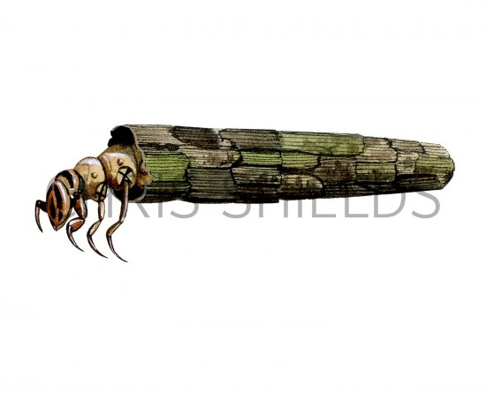 Illustration of Great Red Sedge Larvae (Phryganis grandis) (#3123)