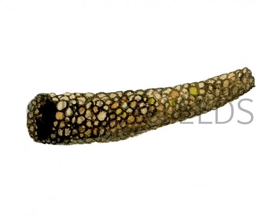 Illustration of Caddis Fly larvae Case (Athripsodes) (#3125)