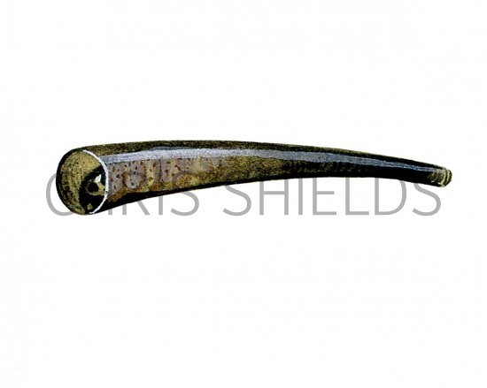 Illustration of Caddis Fly larvae Case (Leptocerus) (#3127)