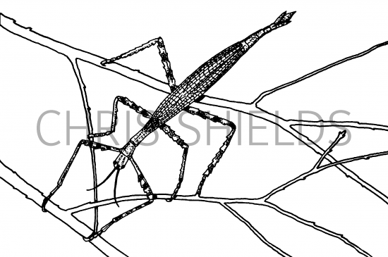 Illustration of Stick Insect (Carausius morosus) (#3139)