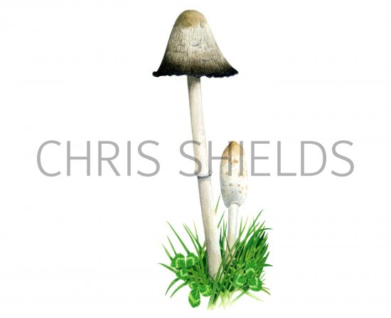 Illustration of Coprinus comatus (Shaggy Inkcap) (#1478)