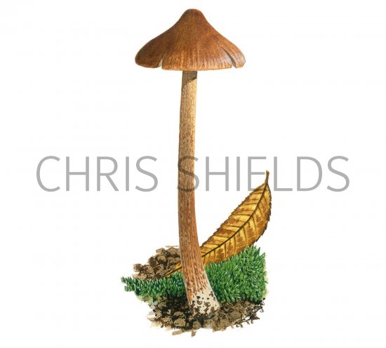 Illustration of Inocybe acuta (#3528)