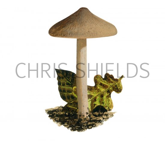 Illustration of Inocybe glabripes (#3532)