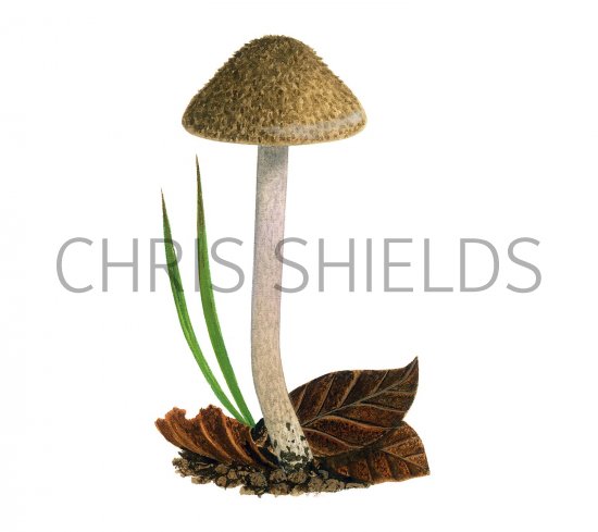 Illustration of Inocybe griseolilacina (Lilac Leg Fibrecap) (#3483)