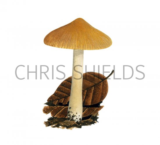 Illustration of Inocybe hirtella var. hirtella (#3545)