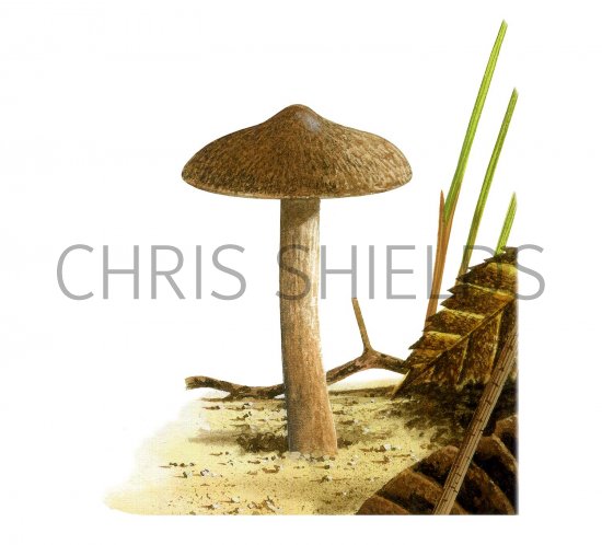 Illustration of Inocybe lacera (Torn Fibrecap) (#3486)