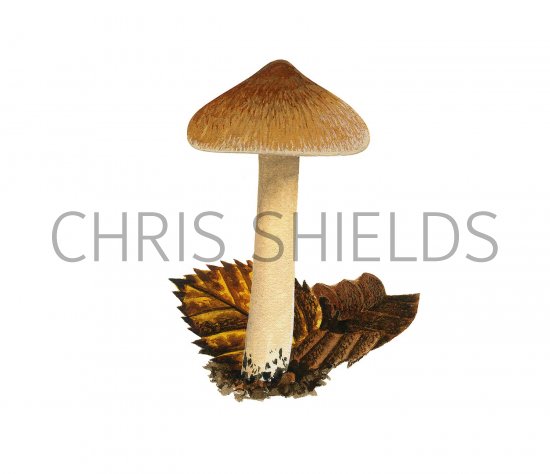 Illustration of Inocybe langei (#3544)