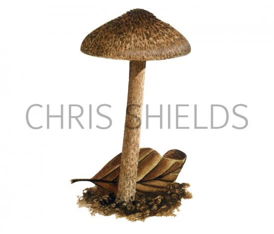 Illustration of Inocybe lanuginosa (#3554)